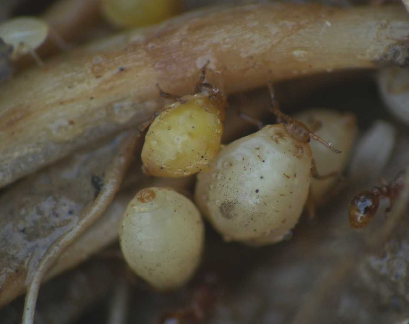 Altri afidi ( Fam.  Aphididae)  presso formiche Tetramorium